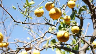 柑橘类橙色水果只无叶的树加州美国春天花园美国当地的农业农场种植园家园园艺多汁的新鲜的异国情调的热带收获分支蓝色的天空